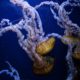 Spineless Jellyfish: After Everything That Has Happened, Does Being A ‘Republican’ Still Mean Something? Jellyfish-Public-Domain-6-d15b3bdfb414d9e4998e60b344c8e9e5ccf599fe