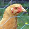 Bills gone wild! Cities’ new way to gouge you chicken-1d8f4bd14eb8f781588bee36c72e36e7f9cc4b6e